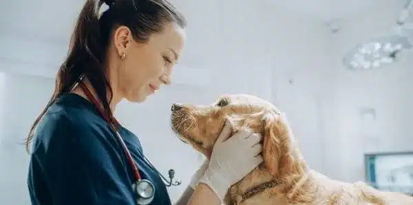 Access to HE Diploma (Veterinary Science and Zoology)